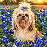dog, shih_tzu, fluffy, long_hair, bow_tie, bluebonnets, wildflowers, flower_field, sunset, outdoor, portrait, pet, cute, serious_expression, groomed, small_dog, sitting, nature, colorful, close_up