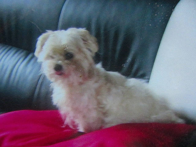 Pepete a rejoint le concours — aidez-le/la à gagner de superbes lots ! canidae, carnivore, comfort, companion_dog, dog, dog_breed, dog_supply, eye, fur, liver, mal_shi, non_sporting_group, poodle_crossbreed, shih_poo, small_terrier, sporting_group, terrier, toy_dog, working_animal, yorkipoo