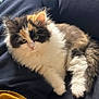 Vanille participe au concours pour gagner de l'argent avec cette photo : kitten, cat, fluffy, furry, pet, animal, couch, furniture, black_pants, yellow_shirt, relaxing, indoor, closeup, cute, small, domestic_cat, resting, young_cat, soft_fur, cozy