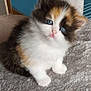 kitten, cat, blue_eyes, fluffy, fur, pet, animal, cute, scratching_post, gray_carpet, indoor, small, young, feline, looking_up, white_fur, black_fur, orange_fur, sitting, adorable