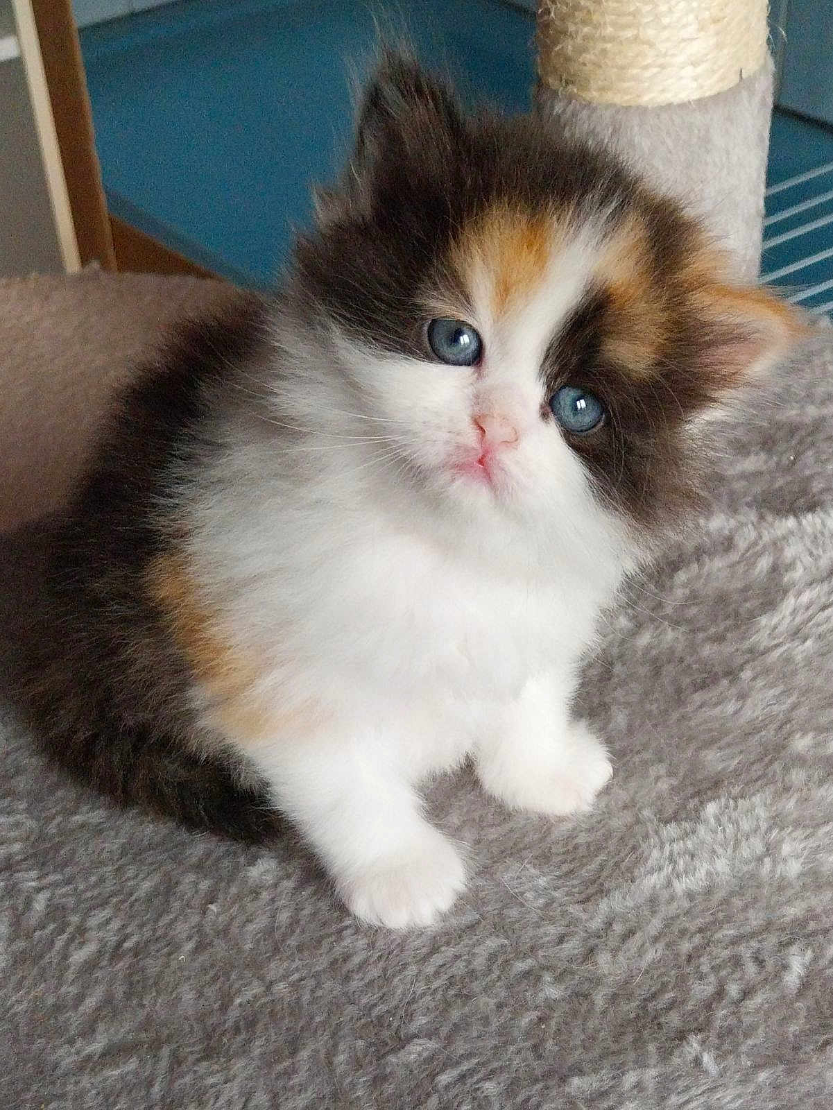 Vanille a rejoint le concours — aidez-le/la à gagner de superbes lots ! kitten, cat, blue_eyes, fluffy, fur, pet, animal, cute, scratching_post, gray_carpet, indoor, small, young, feline, looking_up, white_fur, black_fur, orange_fur, sitting, adorable