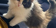Vanille participe au concours pour gagner de l'argent avec cette photo : kitten, cat, calico, fluffy, fur, pet, animal, curious, climbing, indoor, soft, tail, whiskers, cute, young, feline, closeup, domestic, playful, cozy
