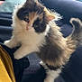kitten, cat, calico, fluffy, fur, pet, animal, curious, climbing, indoor, soft, tail, whiskers, cute, young, feline, closeup, domestic, playful, cozy