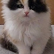 Vanille a rejoint le concours — aidez-le/la à gagner de superbes lots ! kitten, cat, fluffy, fur, pet, animal, cute, small, indoor, portrait, sitting, young, feline, whiskers, ears, nose, eyes, curious, soft, domestic