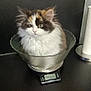 Vanille a rejoint le concours — aidez-le/la à gagner de superbes lots ! cat, kitten, calico, fluffy, glass_bowl, digital_scale, kitchen_countertop, paper_towel, paper_towel_holder, curious, indoor, pet, feline, sitting, cute, animal, brown, white, black, orange