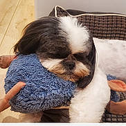 Sasha a rejoint le concours — aidez-le/la à gagner de superbes lots ! dog, sleeping, plush_toy, blue, sheep, pet_bed, brown, white_fur, black_fur, cute, cozy, indoor, wooden_floor, resting, animal, companion, fur, domestic, soft, relaxing