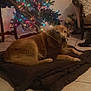 dog, golden_retriever, christmas_tree, christmas_lights, living_room, blanket, tile_floor, chair, decorations, festive, holiday, pet, indoor, furniture, relaxing, warm_lighting, ornaments, snowman_figure, cushion, hat