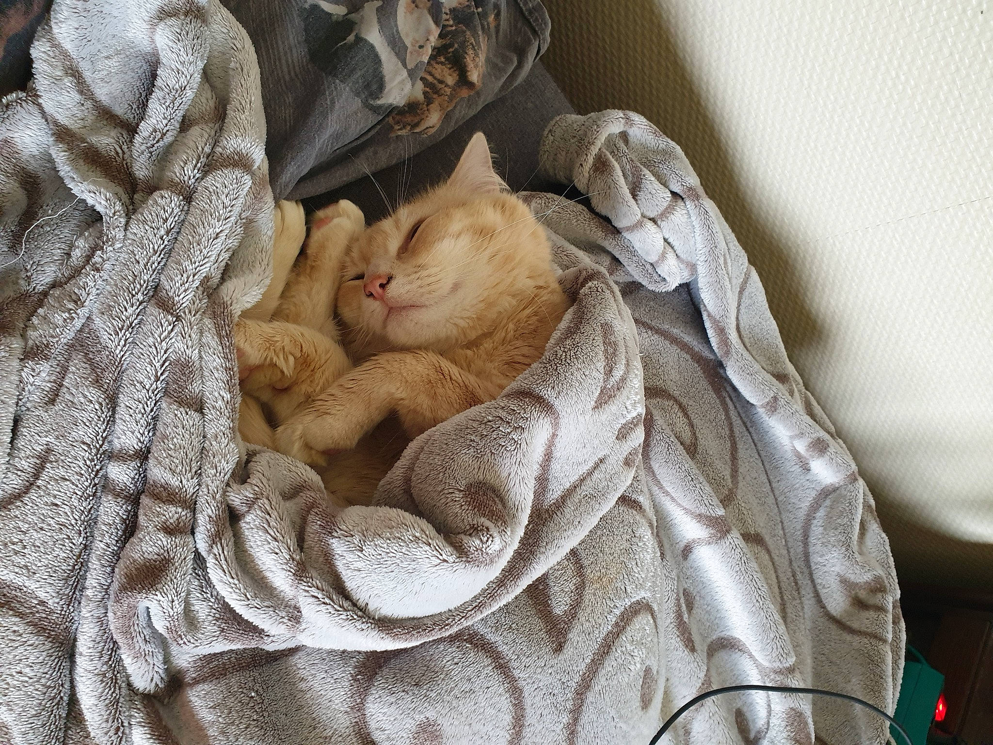 Bubule a rejoint le concours — aidez-le/la à gagner de superbes lots ! bag, basket, bedding, beige, carnivore, cat, comfort, domestic_short_haired_cat, fawn, felidae, fur, grey, linens, luggage_and_bags, nap, pattern, small_to_medium_sized_cats, textile, whiskers, wood