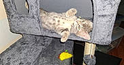 Pebbles is registered to the contest to win money with this photo: animal, cat, cat_tree, claws, cozy, cute, fur, furniture, gray, home, indoor, kitten, looking_up, pet, playful, relaxed, resting, toy_mouse, whiskers, young