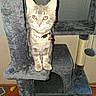 Pebbles joined the competition — help win amazing prizes! animal, cat, cat_tree, collar, curious, cute, domestic, feline, fur, gray, indoor, kitten, pet, playful, scratching_post, standing, toy, whiskers, wood_floor, young