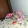 Pebbles joined the competition — help win amazing prizes! animal, bed, bedroom, blanket, cat, collar, electrical_outlet, feather_toy, feline, floral_bedding, gray_tabby, indoor, lying_down, pet, pink_blanket, relaxed, striped_fur, toy, whiskers, wooden_door