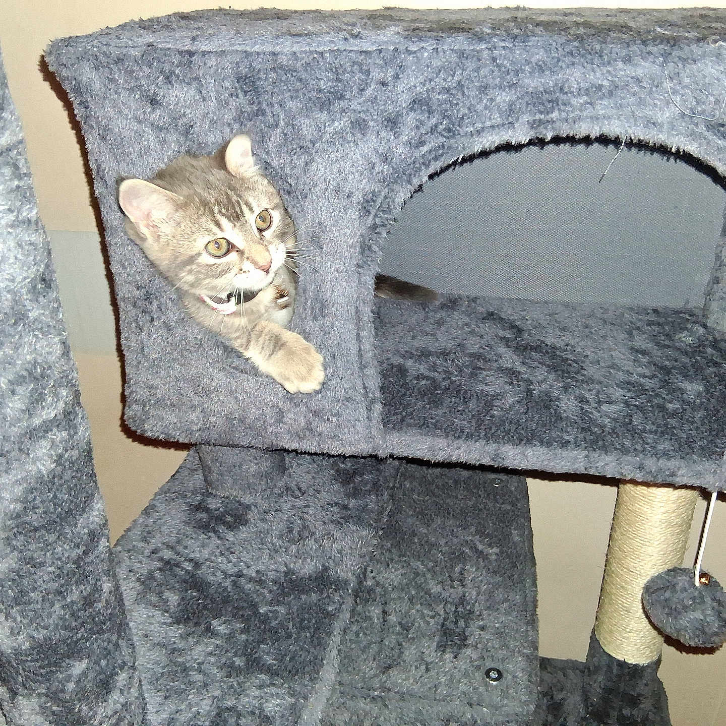 Pebbles