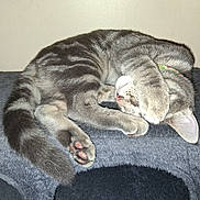 Pebbles joined the competition — help win amazing prizes! animal, cat, cat_condo, collar, cozy, cute, domestic_cat, feline, fur, gray, indoor, paw, pet, pink_paw_pads, resting, sleeping, soft, striped, tabby, whiskers