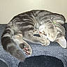 animal, cat, cat_condo, collar, cozy, cute, domestic_cat, feline, fur, gray, indoor, paw, pet, pink_paw_pads, resting, sleeping, soft, striped, tabby, whiskers
