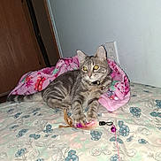 Pebbles joined the competition — help win amazing prizes! animal, bed, bedroom, bell, blanket, cat, collar, ears, feather_toy, feline, floral_bedding, green_eyes, indoor, lying_down, pet, pink_blanket, tabby, toy, whiskers, wooden_door