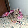 animal, bed, bedroom, bell, blanket, cat, collar, ears, feather_toy, feline, floral_bedding, green_eyes, indoor, lying_down, pet, pink_blanket, tabby, toy, whiskers, wooden_door