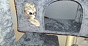 Pebbles joined the competition — help win amazing prizes! animal, cat, cat_tree, collar, cozy, curious, feline, furry, gray, hole, home, indoor, looking_out, paw, pet, pet_accessory, playful, resting, scratching_post, toy
