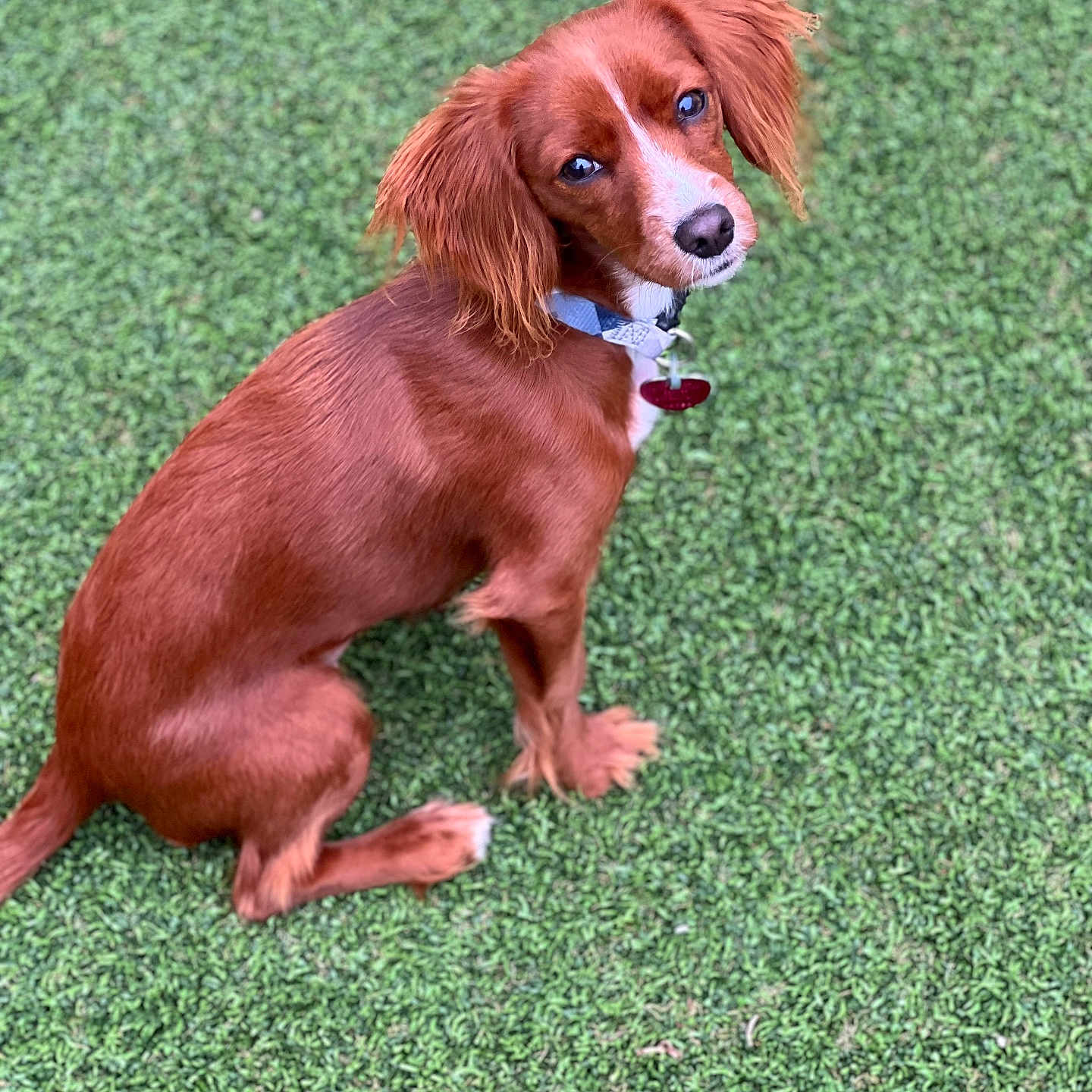 Mylie Mae is registered to the contest to win money with this photo: accessories, animal, canine, chihuahua, cockerspaniel, dog, field, goldenretriever, grass, grassland, hound, lawn, leash, nature, outdoors, papillon, pet, plant, puppy, strap