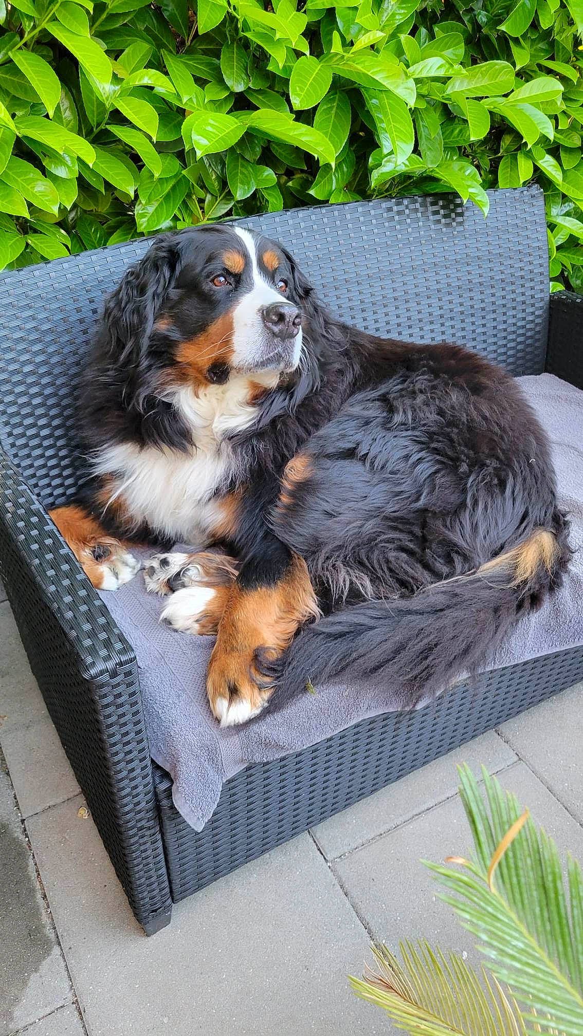 Myrtille a rejoint le concours — aidez-le/la à gagner de superbes lots ! canidae, carnivore, companion_dog, dog, dog_breed, grass, plant, snout, sporting_group, terrestrial_animal, working_dog