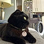 animal, black_cat, blurred_background, cat, closeup, collar, couch, cozy, domestic_animal, feline, furniture, green_eyes, home, indoor, lamp, looking_away, pet, relaxed, tag, texture