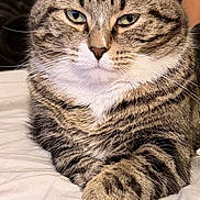 Omar joined the competition — help win amazing prizes! cat, tabby, pet, animal, feline, fur, whiskers, paws, laying, indoor, bed, blanket, closeup, portrait, relaxed, striped, cute, domestic_cat, resting, eyes