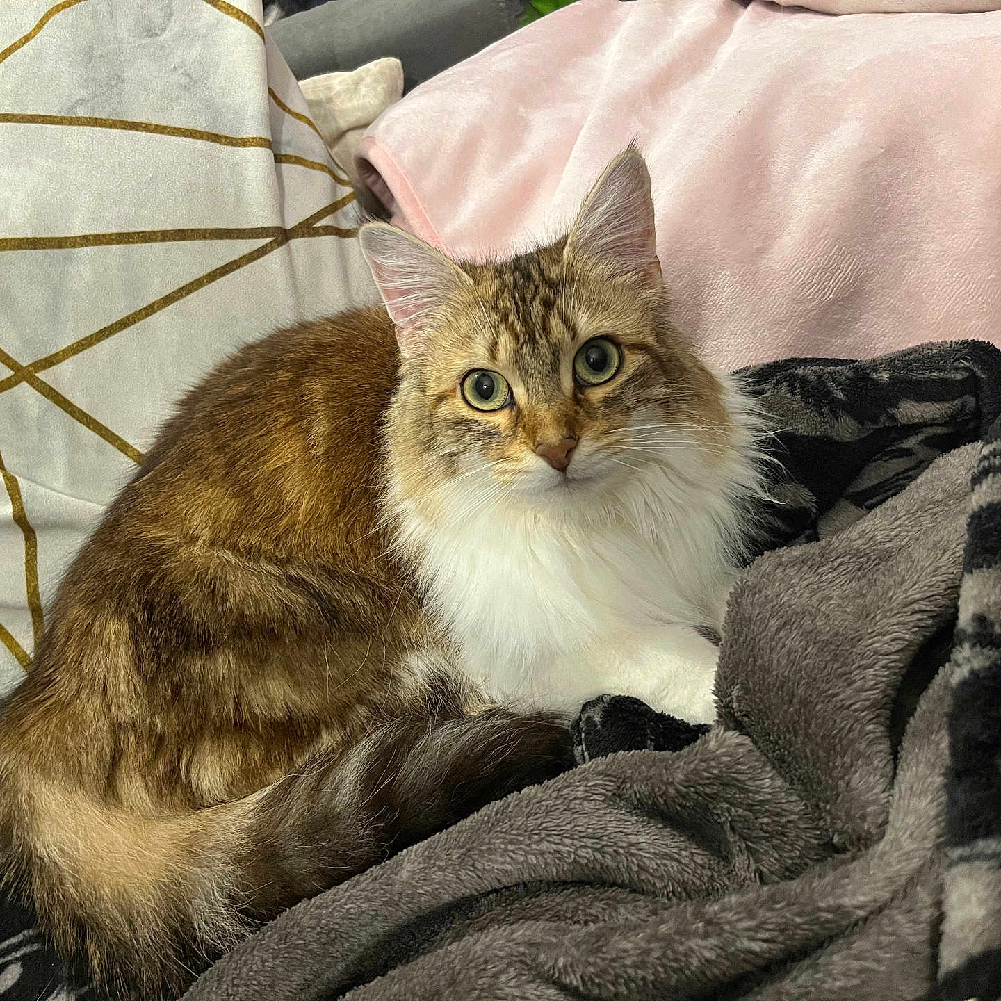 Roxy participe au concours pour gagner de l'argent avec cette photo : abyssinian, angora, animal, bed, blanket, cat, chair, couch, cushion, furniture, homedecor, indoors, kitten, laundry, linen, manx, person, pet, quilt, siamese