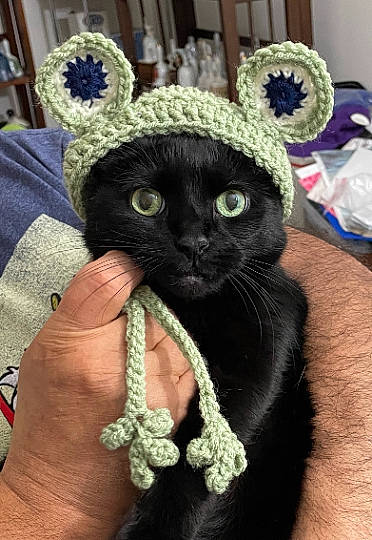 Alice joined the competition — help win amazing prizes! cap, carnivore, cat, costume_hat, craft, crochet, dress, fashion_accessory, felidae, fur, hat, nail, plant, small_to_medium_sized_cats, sunglasses, thread, whiskers, window, wool, woolen
