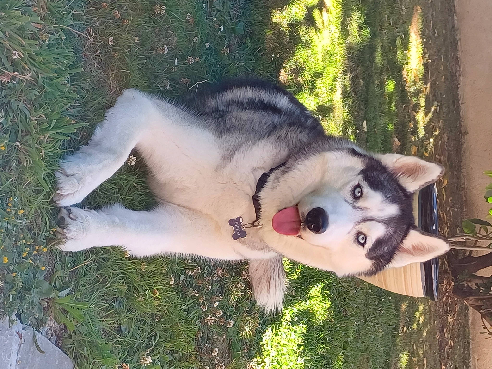 Sisko participe au concours pour gagner de l'argent avec cette photo : canidae, canis, carnivore, companion_dog, dog, dog_breed, fawn, fur, grass, pet_supply, plant, sled_dog, snout, sporting_group, tail, terrestrial_animal, wildlife, wolf, working_animal, working_dog