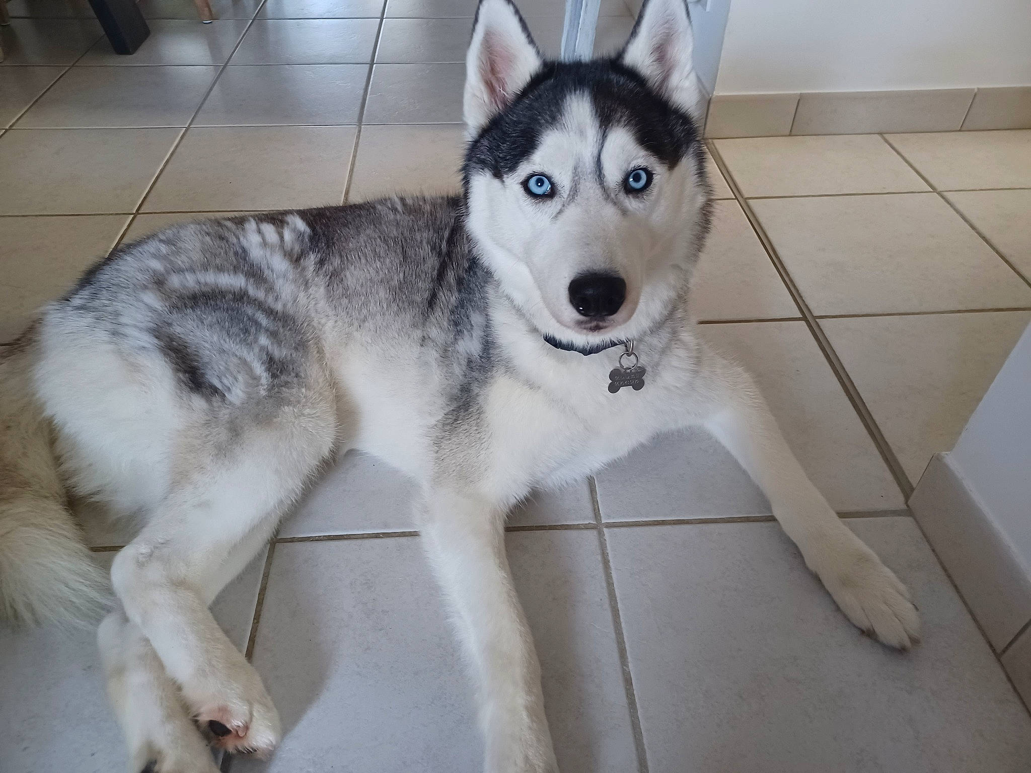 Sisko a rejoint le concours — aidez-le/la à gagner de superbes lots ! alaskan_klee_kai, ancient_dog_breeds, canidae, canis, carnivore, companion_dog, dog, dog_breed, flooring, fur, grey, siberian_husky, sled_dog, snout, sporting_group, tail, white, wolf, working_animal, working_dog