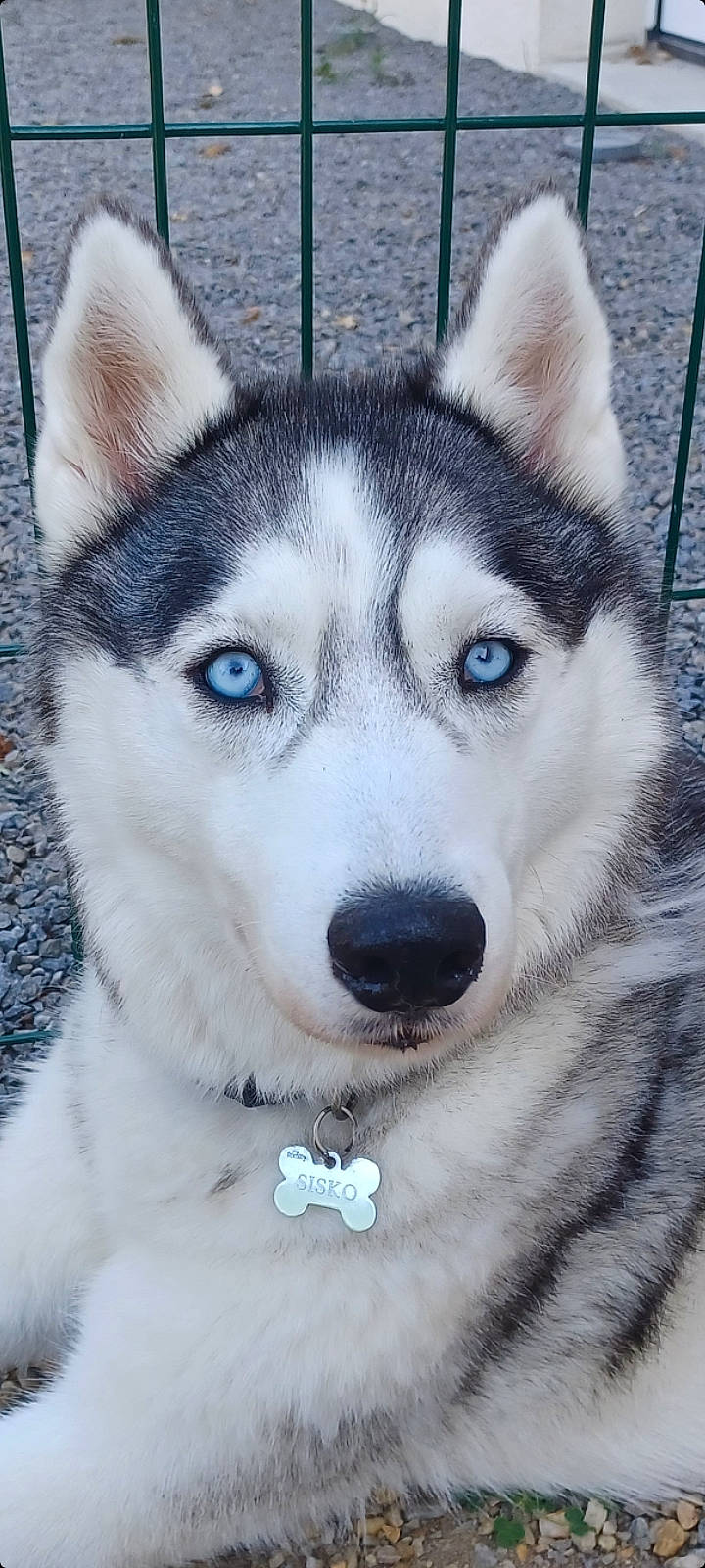 Sisko a rejoint le concours — aidez-le/la à gagner de superbes lots ! canidae, carnivore, dog, dog_breed, eye, fur, grey, head, iris, jaw, siberian_husky, sled_dog, snout, sporting_group, terrestrial_animal, whiskers, white, wolf, working_animal, working_dog