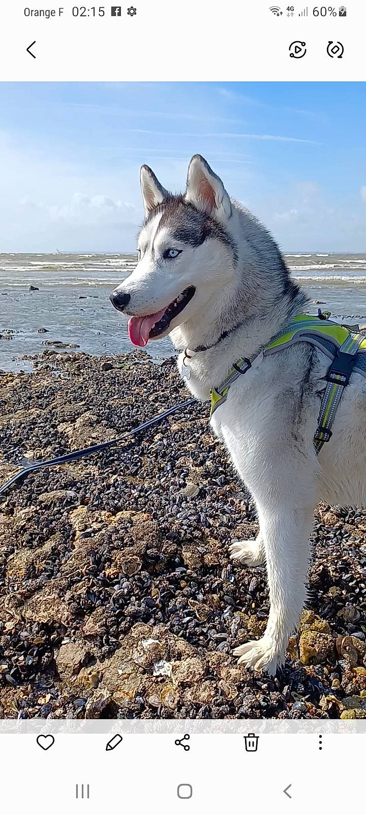 Sisko participe au concours pour gagner de l'argent avec cette photo : beach, canidae, canis, carnivore, cloud, collar, dog, dog_breed, glacial_landform, ocean, pet_supply, recreation, sky, sled_dog, soil, sporting_group, water, wolf, working_animal, working_dog