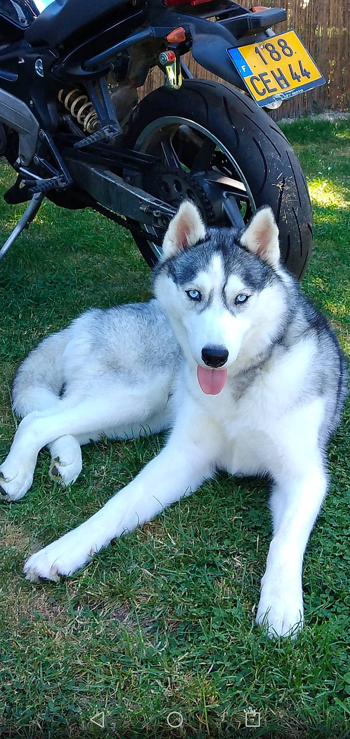 Sisko participe au concours pour gagner de l'argent avec cette photo : bag, bicycle, canidae, carnivore, companion_dog, dog, dog_breed, fur, grass, plant, recreation, siberian_husky, sled_dog, sporting_group, terrestrial_animal, tire, vehicle, wheel, working_animal, working_dog