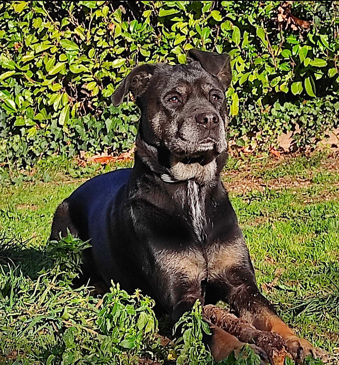 Laïka a rejoint le concours — aidez-le/la à gagner de superbes lots ! art, borador, canidae, carnivore, companion_dog, dog, dog_breed, dog_collar, fawn, grass, groundcover, gun_dog, liver, plant, sculpture, snout, sporting_group, tail, terrestrial_animal, working_animal