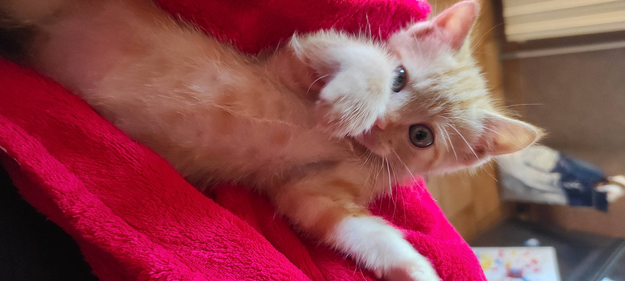 Kim a rejoint le concours — aidez-le/la à gagner de superbes lots ! balinese, carnivore, cat, claw, comfort, domestic_short_haired_cat, fawn, felidae, fur, magenta, paw, pink, small_to_medium_sized_cats, snout, tail, whiskers