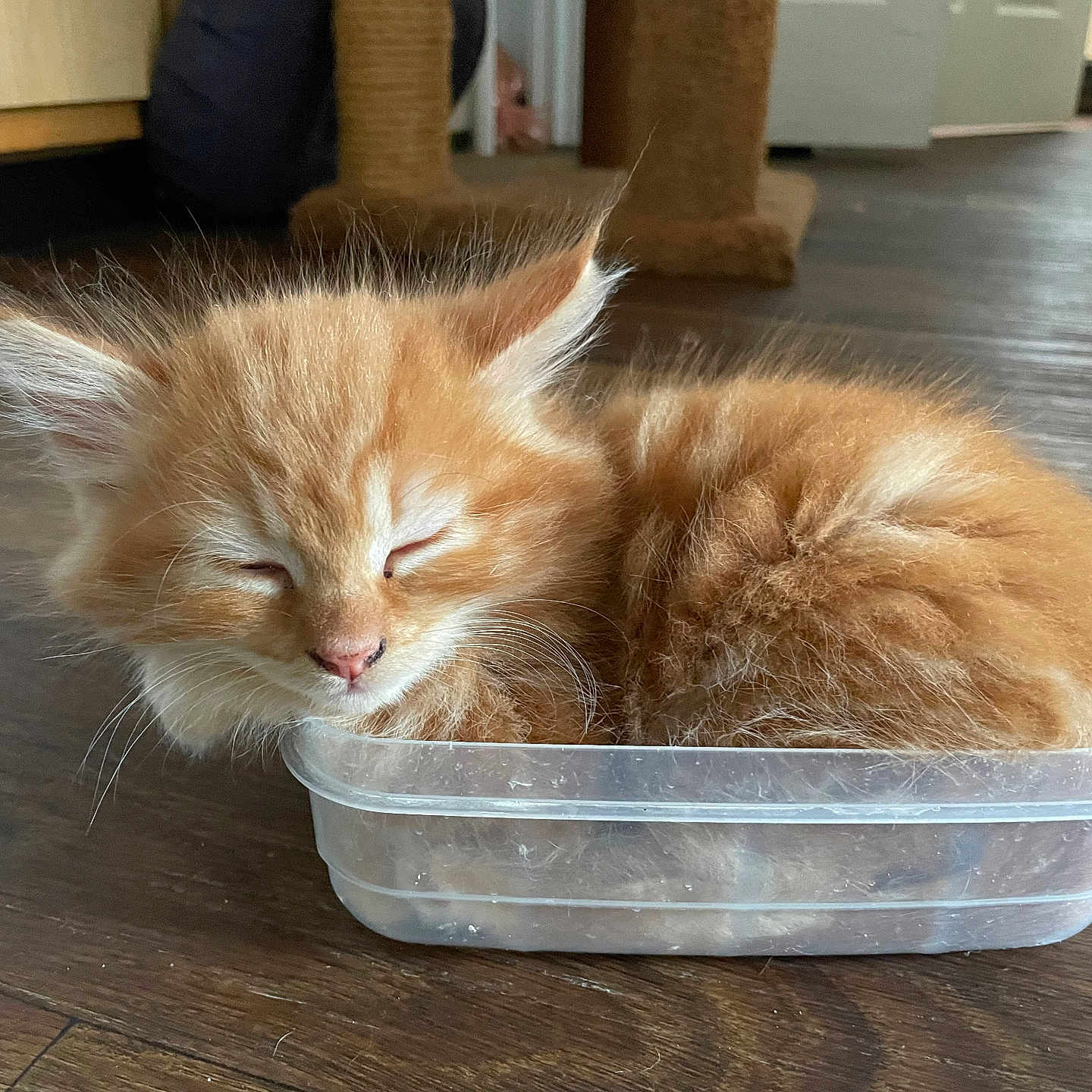 Fat Boy is registered to the contest to win money with this photo: abyssinian, angora, animal, bowl, cat, hardwood, indoors, interiordesign, kitten, manx, person, pet, plywood, sleeping, stainedwood, wood