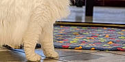 Flocon a rejoint le concours — aidez-le/la à gagner de superbes lots ! angora, animal, architecture, building, cat, foyer, hardwood, homedecor, indoors, interiordesign, kitten, manx, mat, pattern, pet, rug, siamese, slate, tile, wood
