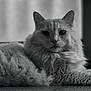 adorable, animal, black_and_white, calm, cat, close_up, cute, domestic_animal, feline, fluffy, fur, indoor, laying_down, monochrome, pet, portrait, quiet, relaxed, soft, whiskers