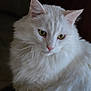 animal, animal_face, beautiful, calm, cat, close_up, cute, domestic_cat, ears, feline, fluffy, fur, green_eyes, indoor, mammal, pet, portrait, soft_light, whiskers, white_cat