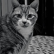 Neo a rejoint le concours — aidez-le/la à gagner de superbes lots ! animal, black_and_white, cat, close_up, curious, domestic_cat, ears, eyes, face, feline, fur, indoor, looking_at_camera, nose, patterned_surface, pet, portrait, sitting, tabby, whiskers