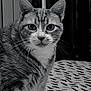 animal, black_and_white, cat, close_up, curious, domestic_cat, ears, eyes, face, feline, fur, indoor, looking_at_camera, nose, patterned_surface, pet, portrait, sitting, tabby, whiskers