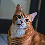 Neo a rejoint le concours — aidez-le/la à gagner de superbes lots ! animal, cat, closeup, curious, cute, domestic_cat, feline, fur, ginger_cat, green_eyes, head_tilt, indoor, indoor_lighting, looking, mammal, pet, portrait, soft_background, tabby, whiskers