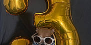 Stitchy joined the competition — help win amazing prizes! accessory, animal, balloon, celebration, cute, dog, fabric, fashion, funny, gold, indoor, number_three, party, pet, playful, portrait, relaxed, scarf, small_dog, sunglasses