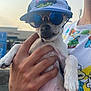 Stitchy is registered to the contest to win money with this photo: accessory, animal, cap, casual, cute, dog, fashion, funny, hand, holding, outdoor, person, pet, portrait, small_dog, summer, sunglasses, sunlight, tshirt, white_fur