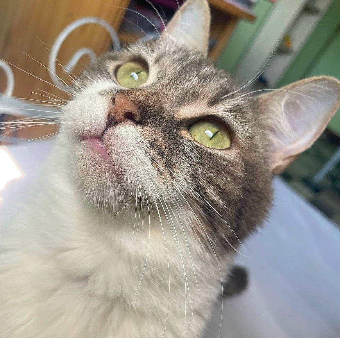 Queen participe au concours pour gagner de l'argent avec cette photo : carnivore, cat, domestic_short_haired_cat, ear, felidae, fur, small_to_medium_sized_cats, snout, whiskers, window