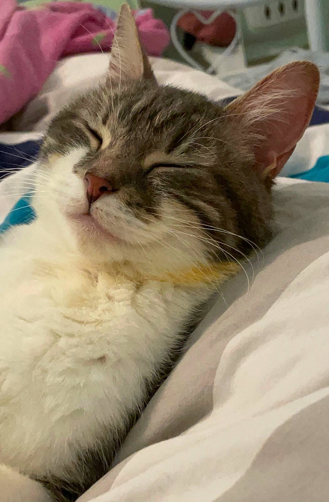 Queen a rejoint le concours — aidez-le/la à gagner de superbes lots ! carnivore, cat, claw, comfort, domestic_short_haired_cat, felidae, fur, nap, paw, small_to_medium_sized_cats, snout, tail, terrestrial_animal, whiskers, window