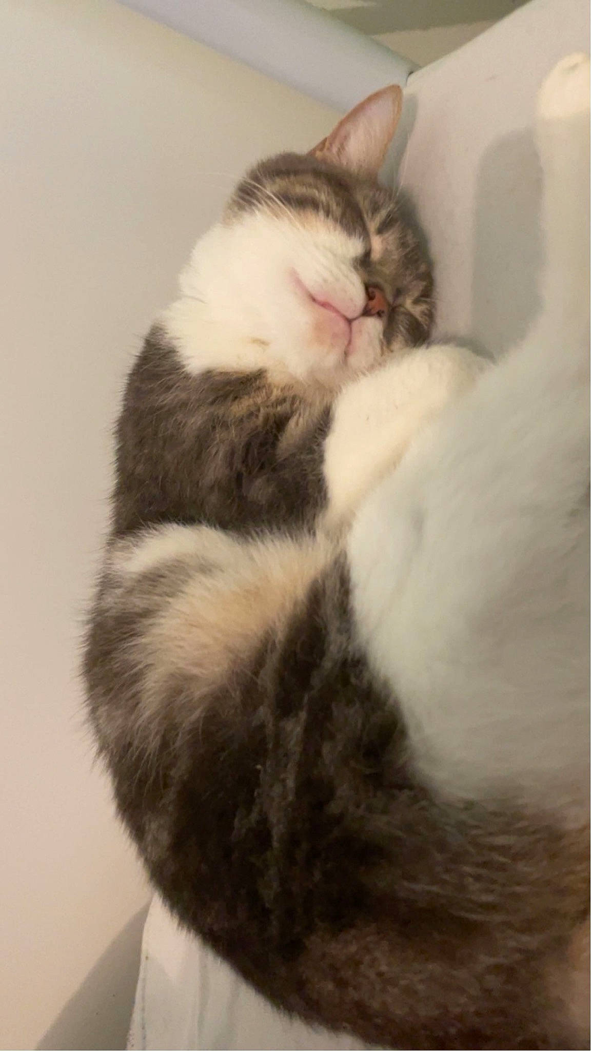 Queen a rejoint le concours — aidez-le/la à gagner de superbes lots ! carnivore, cat, claw, comfort, domestic_short_haired_cat, felidae, foot, fur, paw, small_to_medium_sized_cats, snout, tail, terrestrial_animal, whiskers