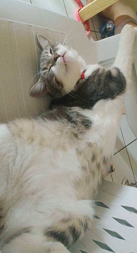 Queen a rejoint le concours — aidez-le/la à gagner de superbes lots ! carnivore, cat, claw, comfort, domestic_short_haired_cat, felidae, fur, nap, paw, small_to_medium_sized_cats, snout, tail, whiskers