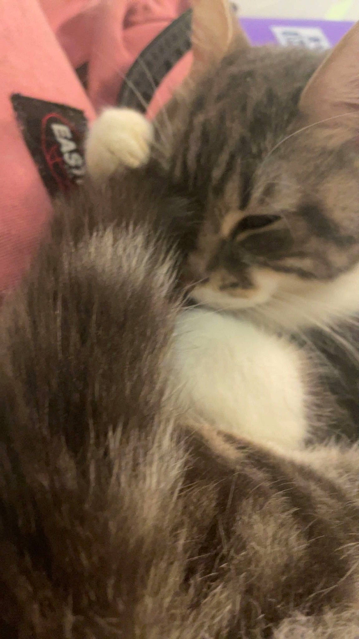 Queen participe au concours pour gagner de l'argent avec cette photo : carnivore, cat, claw, cloud, comfort, domestic_short_haired_cat, felidae, flooring, fur, metal, meteorological_phenomenon, nap, paw, sky, sleep, small_to_medium_sized_cats, snout, tail, terrestrial_animal, whiskers