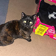 Princess joined the competition — help win amazing prizes! animal, box, carpet, cat, chair_leg, curious, domestic, fabric, floor, furniture, indoor, lighting, pet, pink_lady, plastic_bag, room, shoe, tortoiseshell_cat, trash_can, wooden_drawer