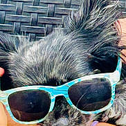 Saxo participe au concours pour gagner de l'argent avec cette photo : dog, sunglasses, blue_sunglasses, fluffy, pet, closeup, face, black_fur, nose, ears, woven_chair, relaxing, cool, accessory, portrait, animal, domestic_animal, cute, resting, hand